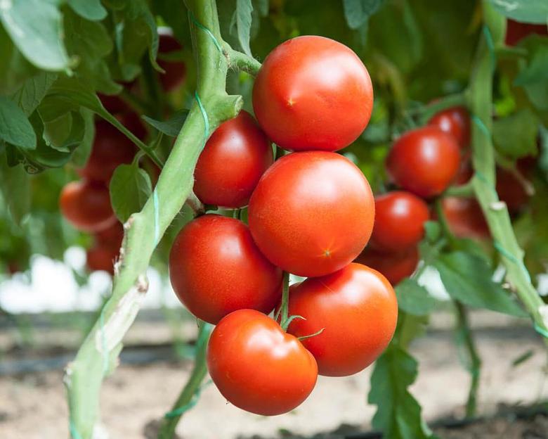 Семена томатов F1 «Мимино» опт фото 3