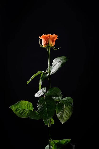 Роза «Belinda» фото 1