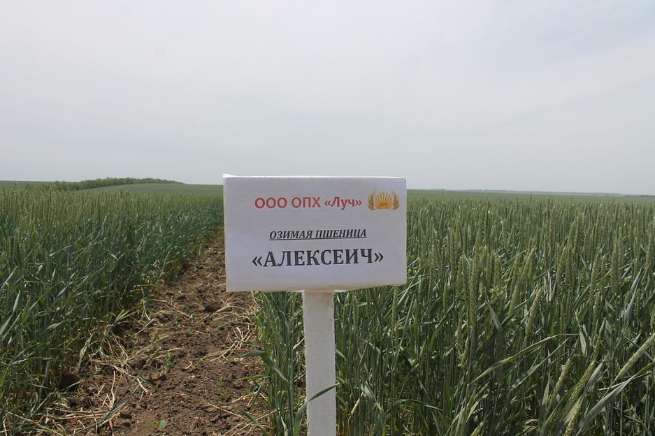 Пшеница мягкая озимая «Алексеич» опт фото 1