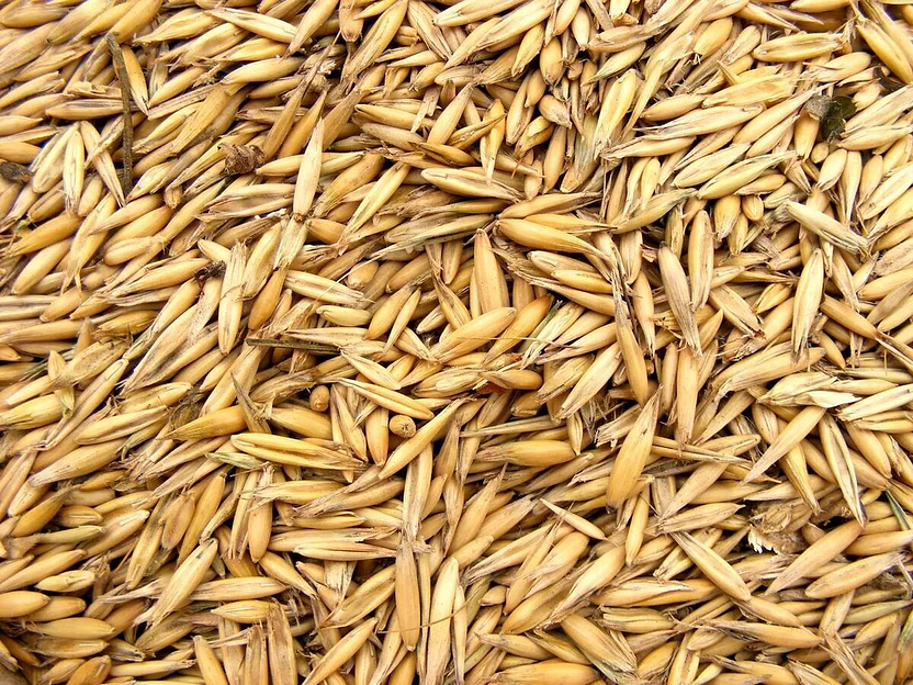 Зерно овса фото 1