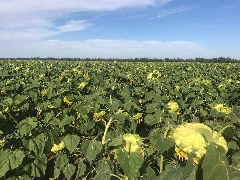 Семена подсолнечника «Орлан» категория ЭС фото 2