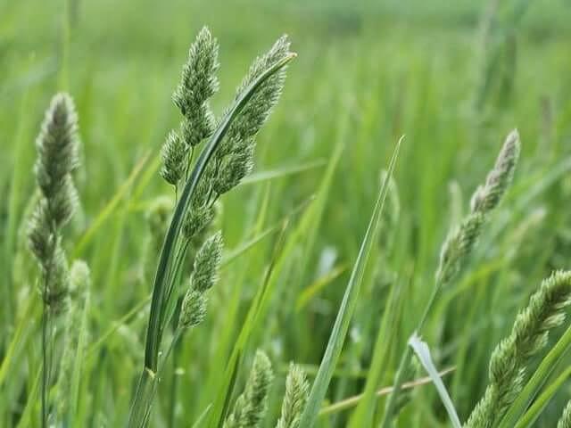 Семена «Ежа сборная» опт фото 1