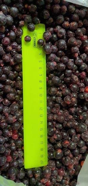 Черная смородина замороженная Россия опт фото 2