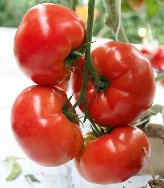 Семена томатов F1 «Баловень» опт фото 3