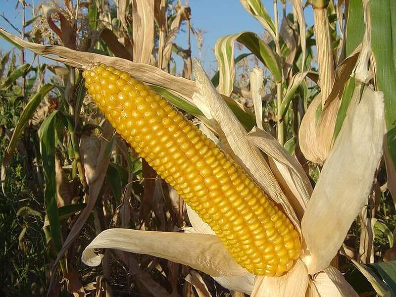 Семена кукурузы «ЗПСК 704» опт фото 3