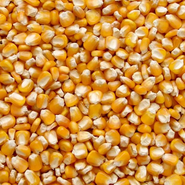 Кормовая кукуруза ГОСТ Р 53903-2010 фото 1