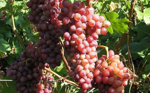 Саженцы плодовых кустарников - Виноград Кишмиш «Лучистый» фото 1