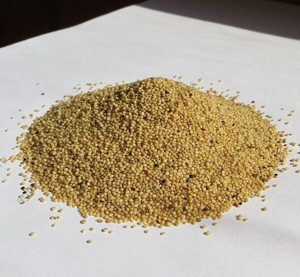 Амаранта зерно, семена белого, чёрного опт фото 2