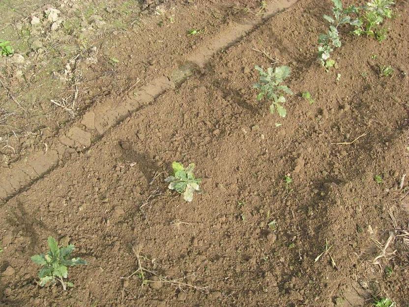 Пропалыватель междурядий садовый ZUZA-3 фото 4