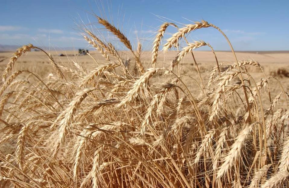 Пшеница «Безенчукская нива» ОПТ фото 1