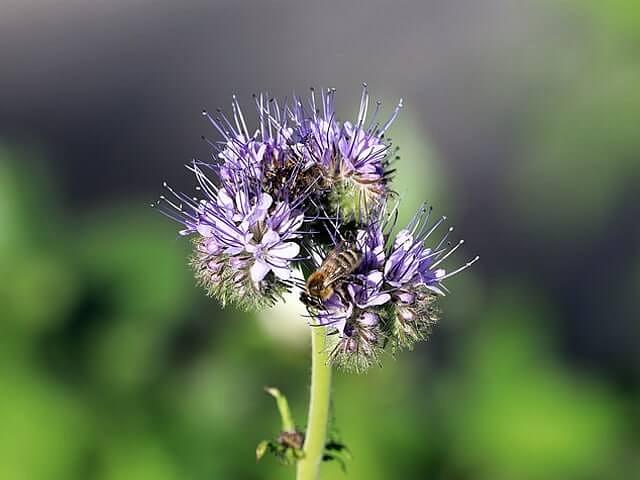 Семена «Фацелия» опт фото 1