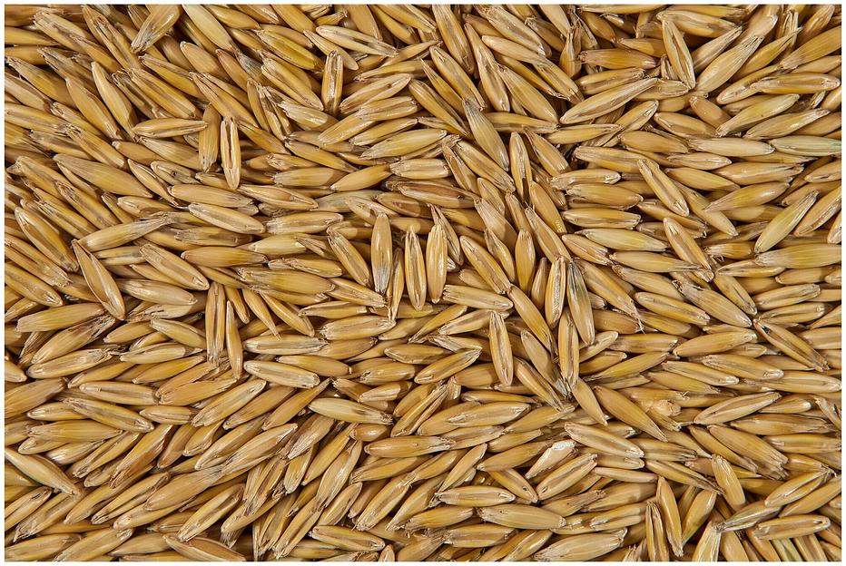 Овес яровой сорт «Гаврош» ОПТ фото 1