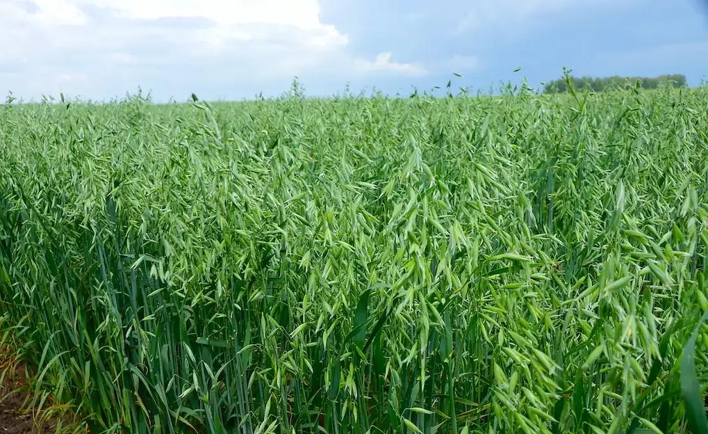 Семена овса сорт «Конкур» РС1 опт фото 2