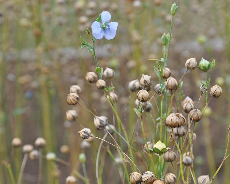 Семена льна «Ы 117», опт фото 1