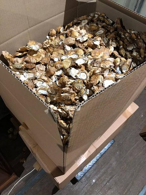 Гриб весёлка опт фото 2