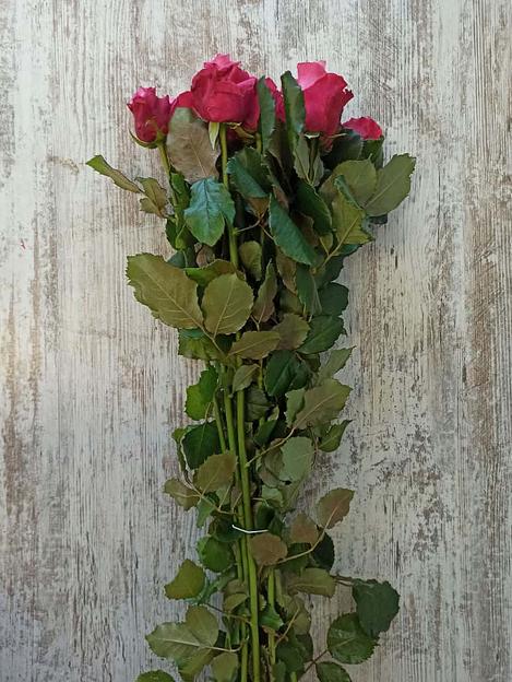 Розы сорта Дип Вотер ОПТ фото 3