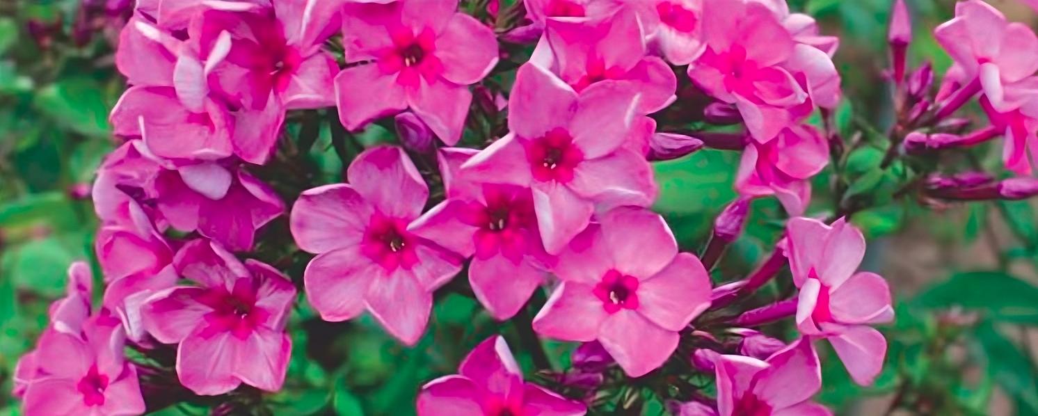 Флоксы «Гаврюша» опт фото 1