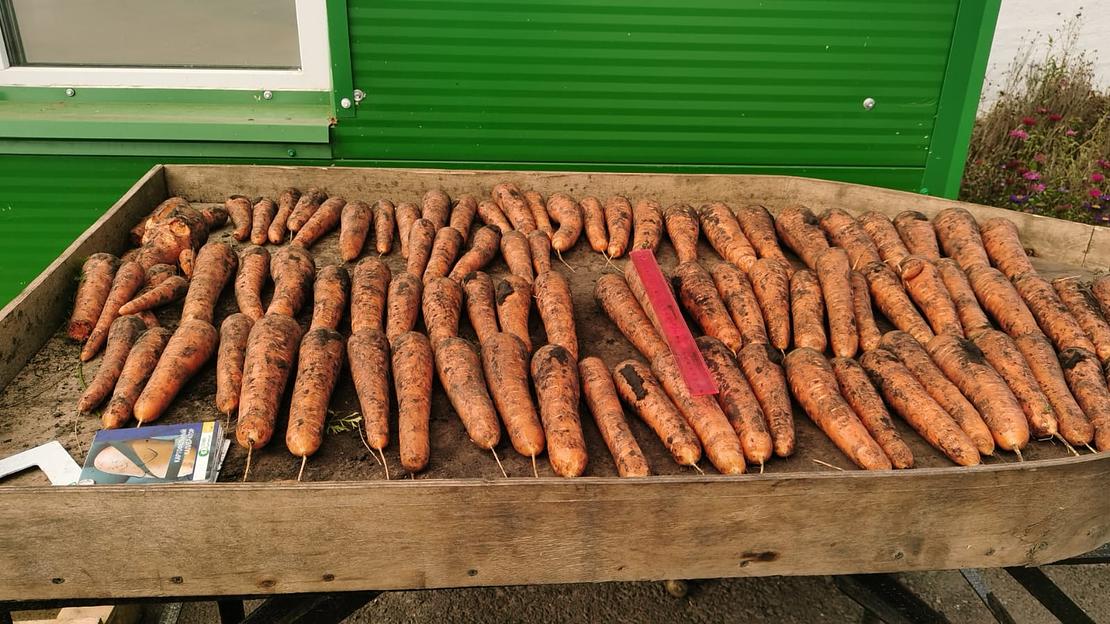 Морковь столовая свежая фото 1