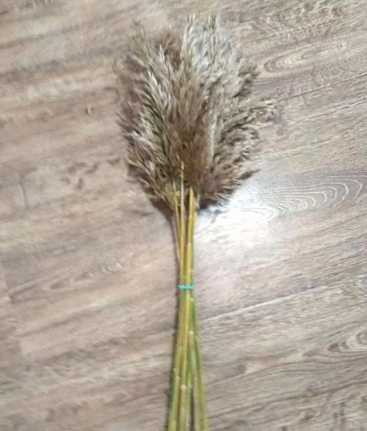 Сухоцвет пампасная трава (камыш декоративный), 50 см, пучок 15 веток опт фото 2