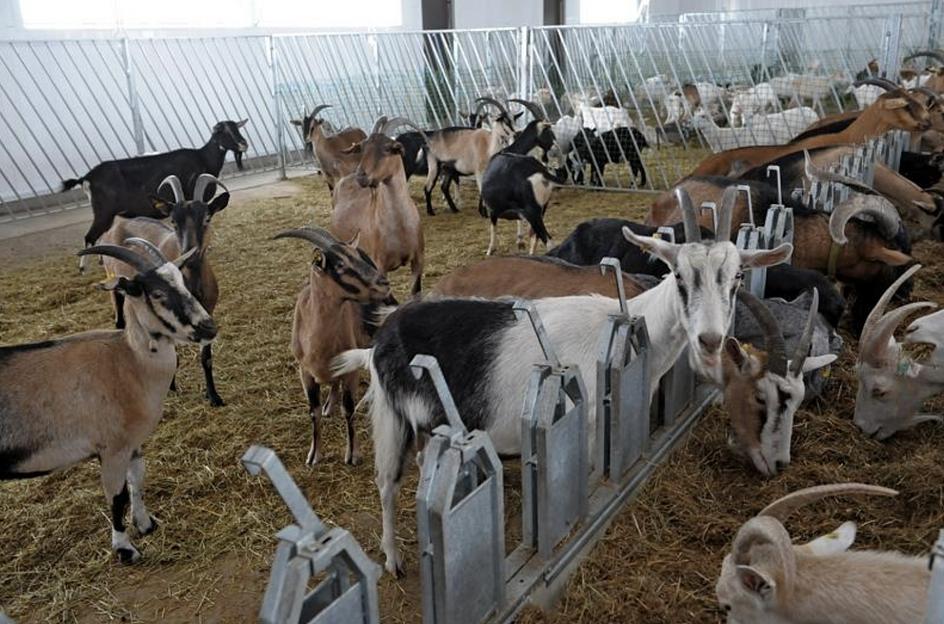 Услуга строительства помещений для коз фото 3