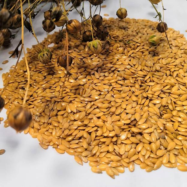Семена льна золотистого/белого опт фото 1