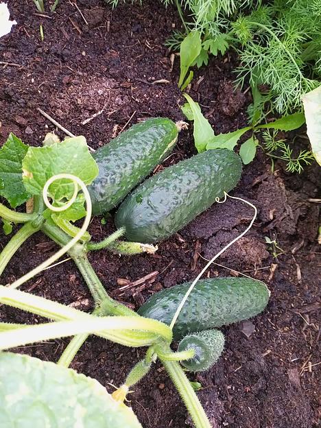 Семена посевные Огурец «Бьерн F1» ОПТ фото 3