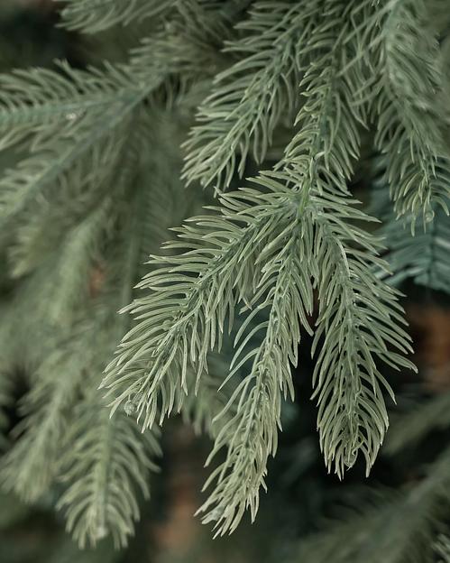 Голубая ель комбинированная «Баллада» опт фото 4