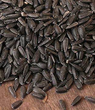 Семена подсолнечника фото 1