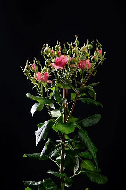 Роза «Pink demension» фото 1