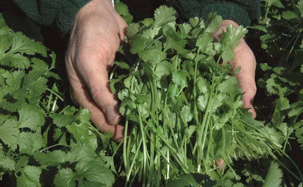 Семена кориандра Caribe Bejo Zaden 500 гр ОПТ фото 1