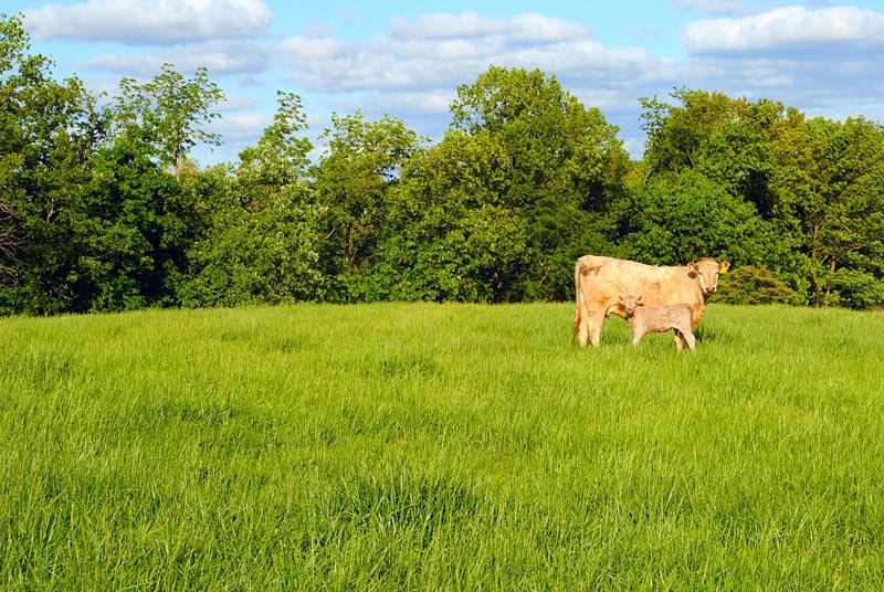 Травосмесь «Универсальная» фото 1
