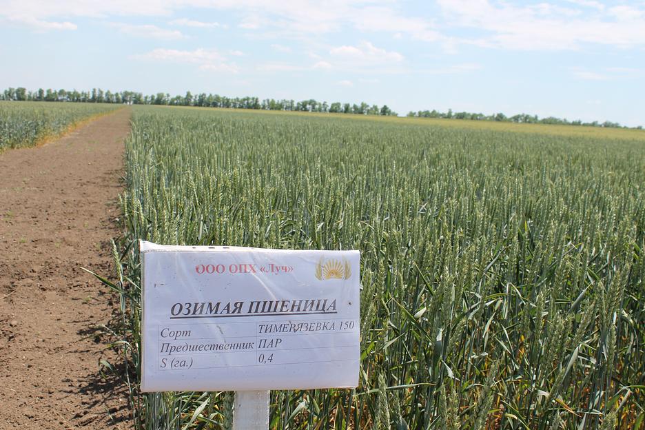 Пшеница мягкая озимая «Тимирязевка 150» опт фото 1