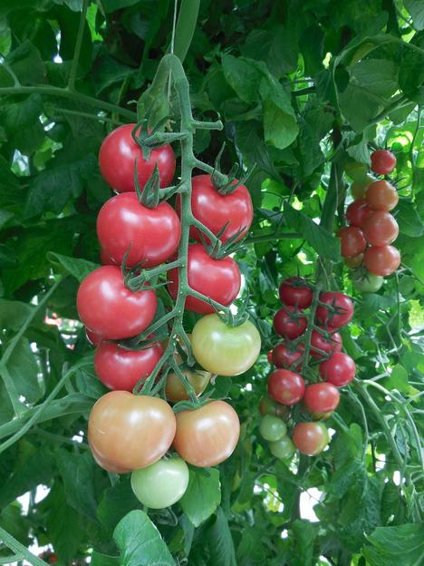 Семена томатов F1 «Малибу» опт фото 2