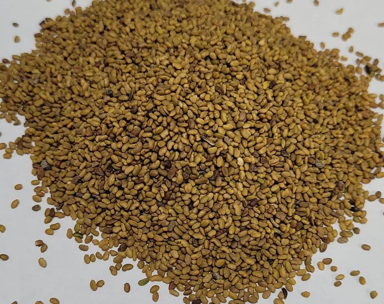 Посевные семена Люцерны сорт Вега 87 ЭС фото 1