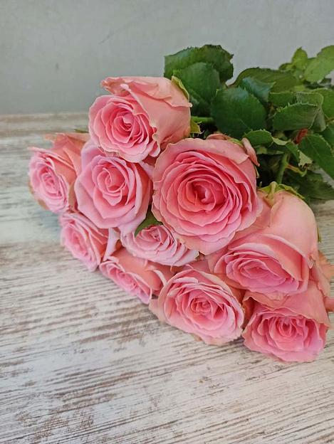 Розы сорта Софи Лорен ОПТ фото 3