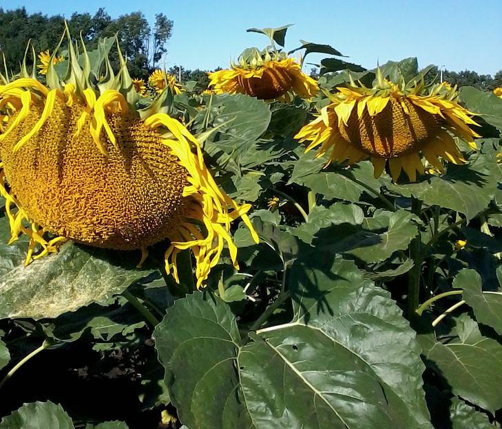 Семена подсолнечника «Воронежский 638» категория ЭС фото 3