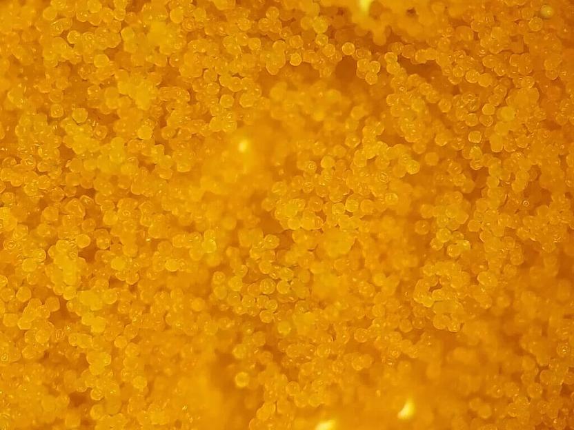 Цисты артемии декапсулированные опт фото 1