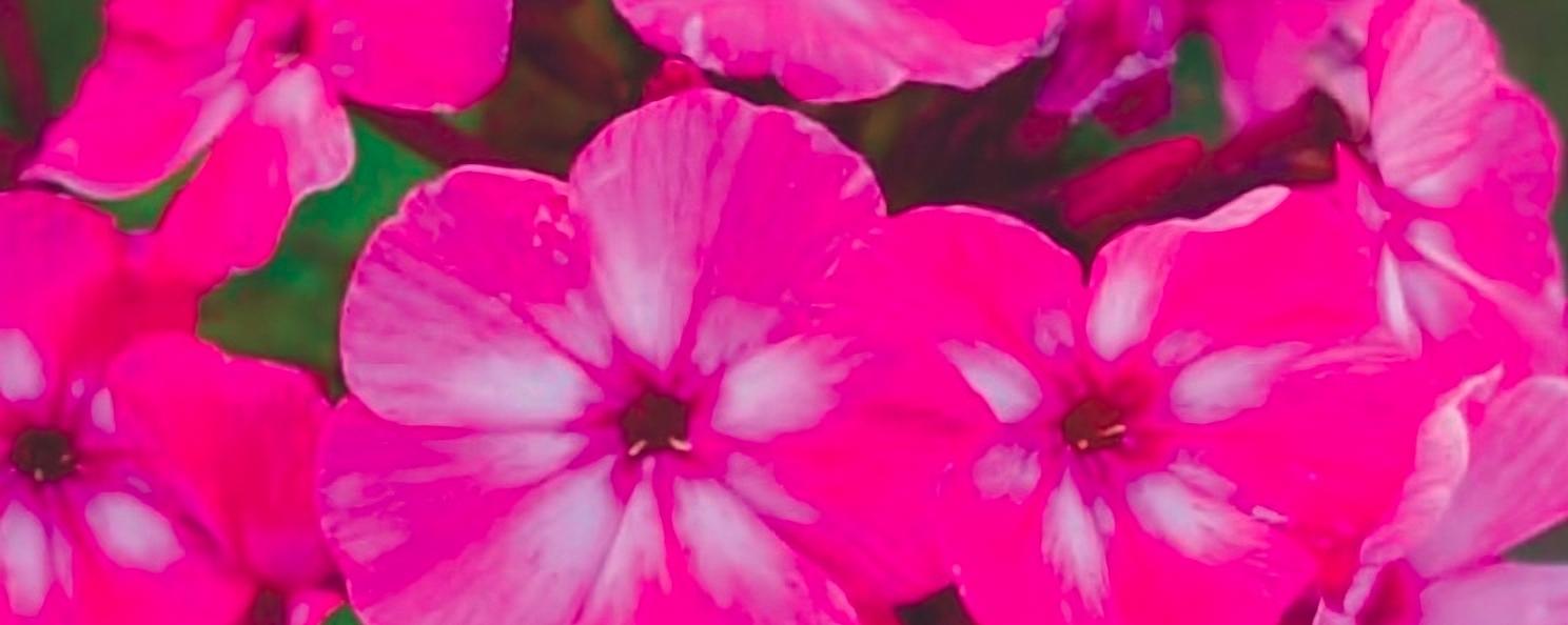 Флоксы «Автограф» опт фото 1