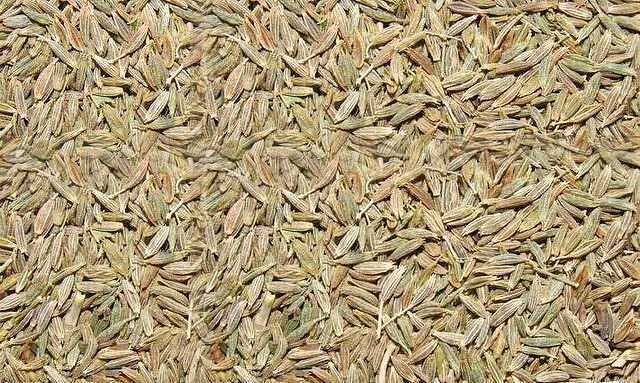 Посевные семена Райграса однолетнего фото 1