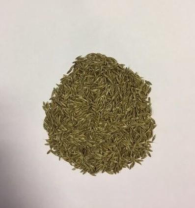 Семена Райграса однолетнего «Изорский РС-1» опт фото 1