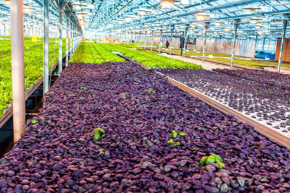 Зелень свежая в горшочках Базилик, Самара, опт фото 1