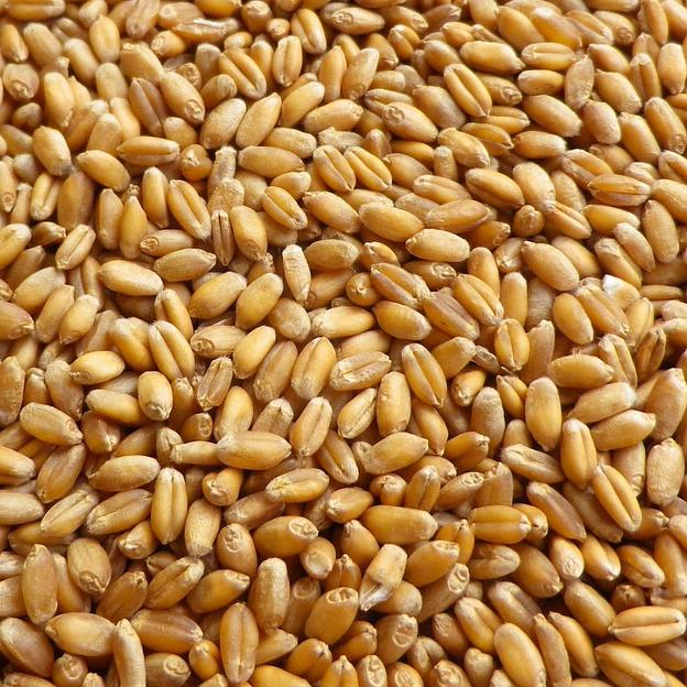 Пшеница 50 кг фото 1