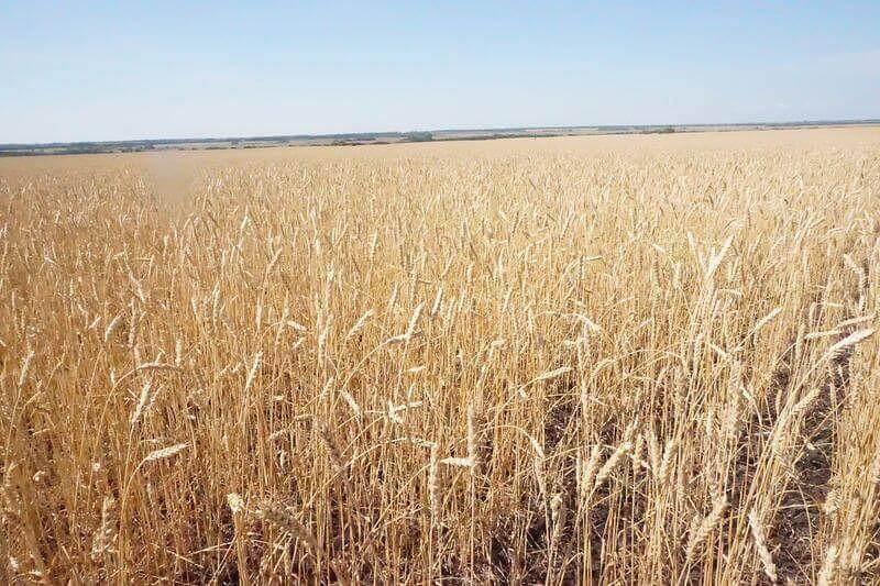 Яровая пшеница Безенчукская золотистая Опт фото 1