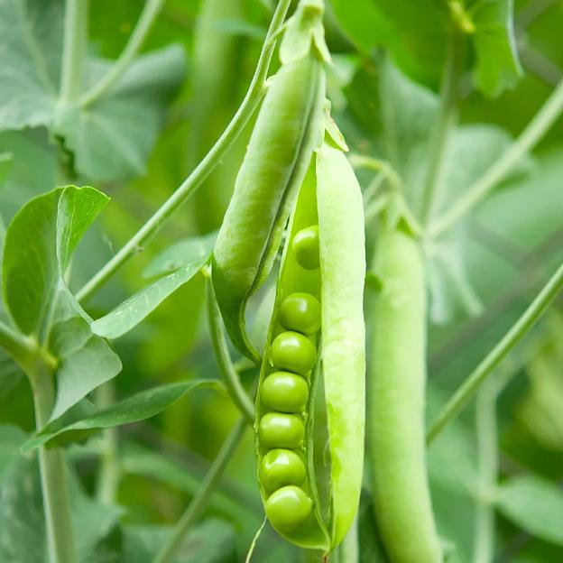 Горох посевной «Благовест» фото 1