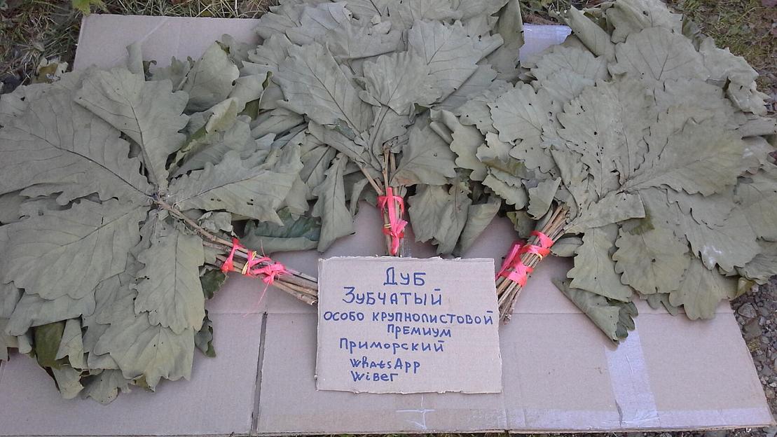 Веник дубовый для бани дуб Дентата особокрупнолистовой фото 1