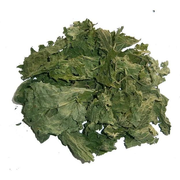 Листья крапивы фото 2