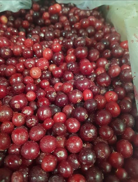 Клюква дикая замороженная электронной очистки Россия опт фото 1