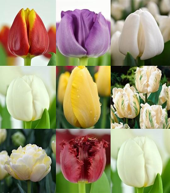 Тюльпаны в ассортименте фото 2