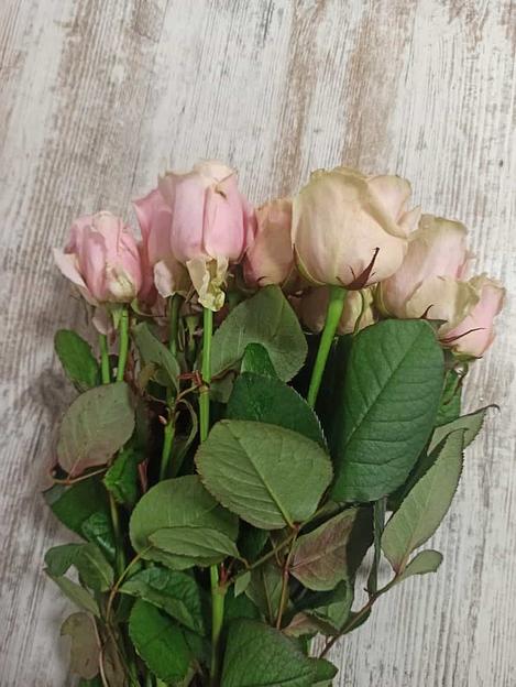 Розы сорта Аваланж ОПТ фото 2