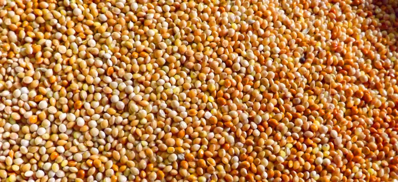 Семена просо фото 1